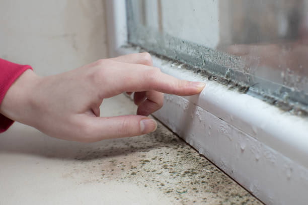 Best Mold-Related Health Consultation  in Atchison, KS